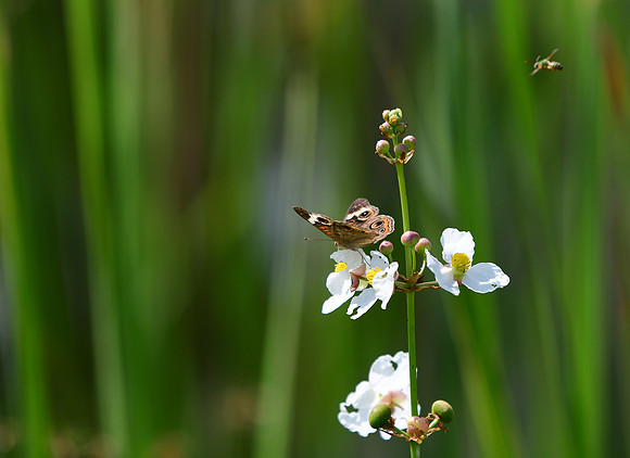 Common Buckeye