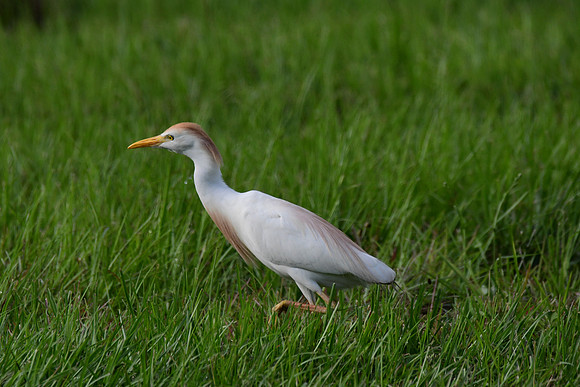 Cattle Egret