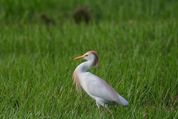 Cattle Egret 2
