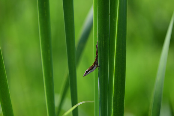 Carolina Anole