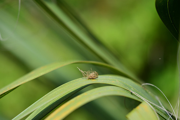 Palmetto Tortoise Shell Beetle Larva