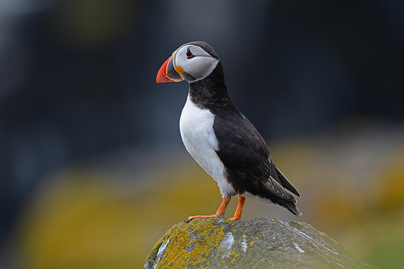 Atlantic Puffin