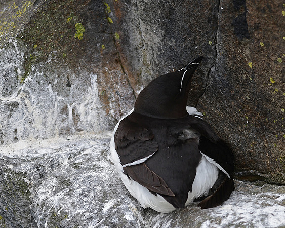 Razorbill