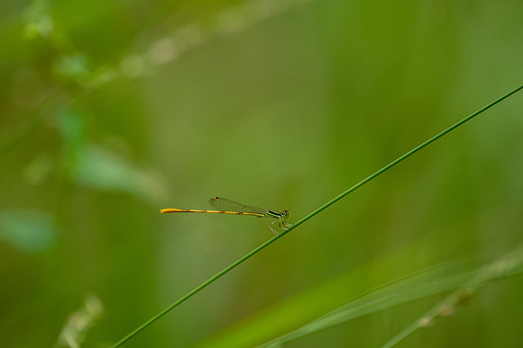 Citrine Forktail