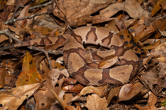 Copperhead