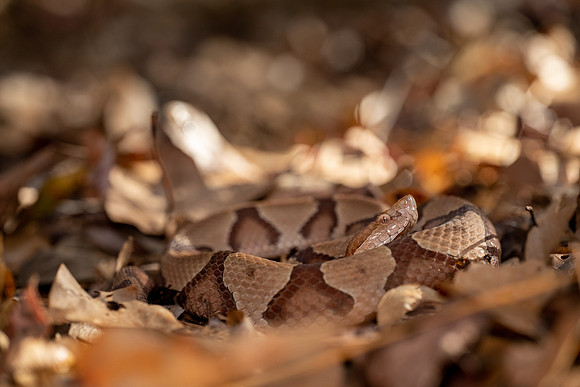 Copperhead