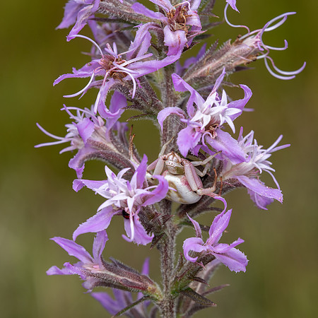 White-banded Crab Spider