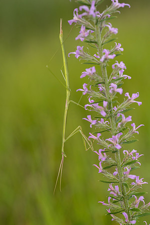 Brunner's Mantis