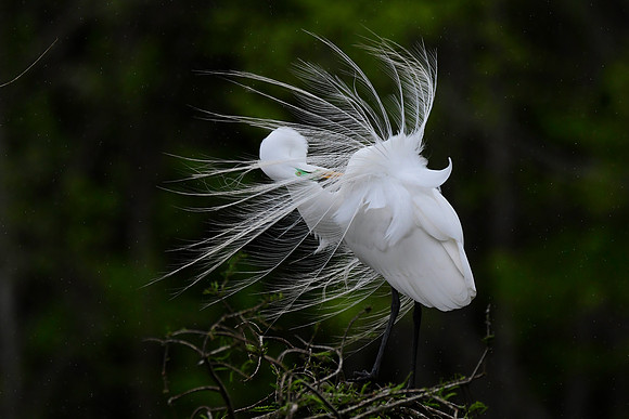 Great Egret