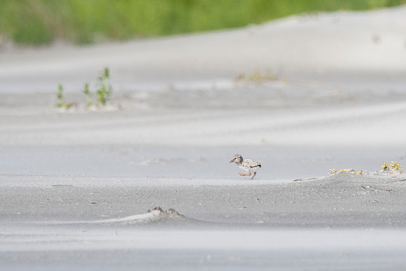 American Oystercatcher Chick