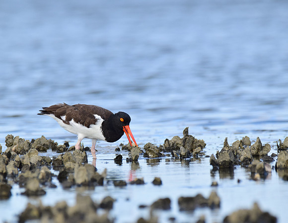 American Oystercatcher