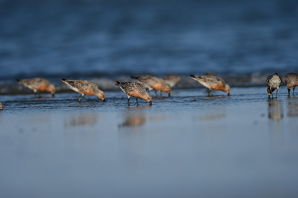 Red Knots