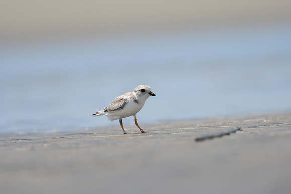 Piping Plover