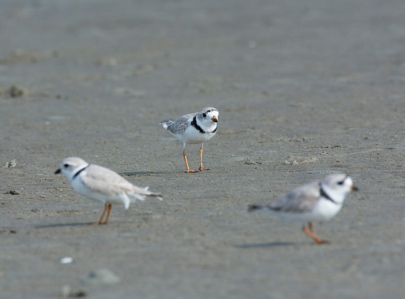 Piping Plover