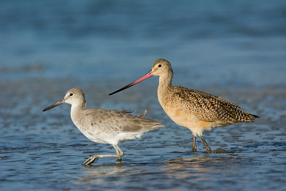 Willet and Marbled Godwit