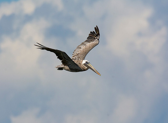 Brown Pelican