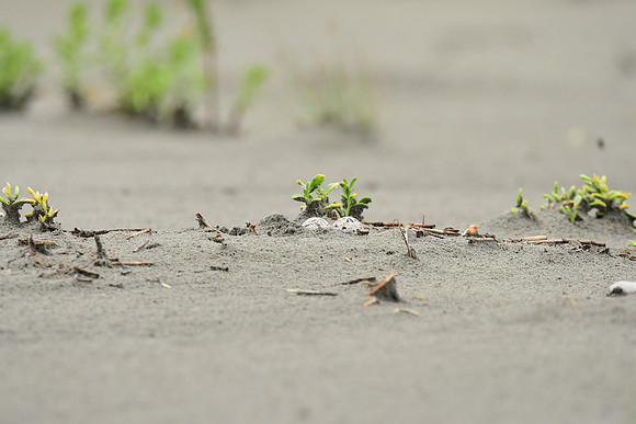 American Oystercatcher Eggs