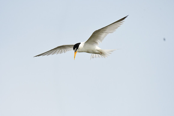 Least Tern