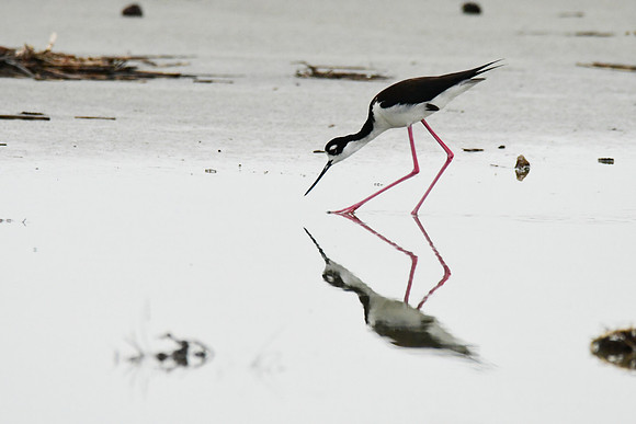 Black-necked Stilt