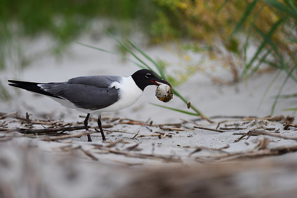 Laughing Gull and Shorebird Egg