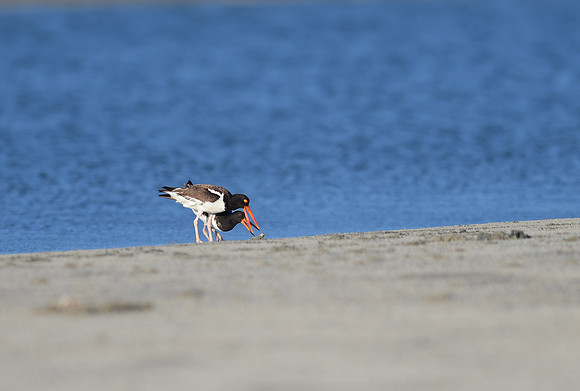 American Oystercatcher and Chick