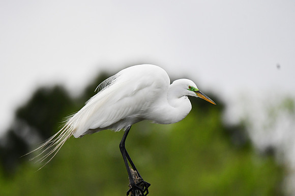 Great Egret