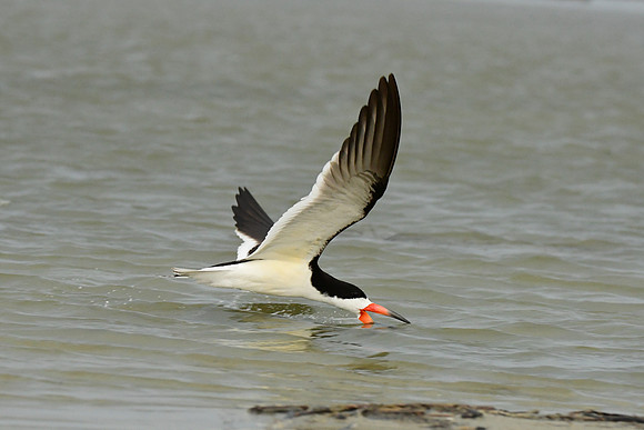 Black Skimmer