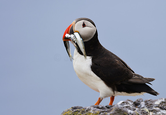 Atlantic Puffin