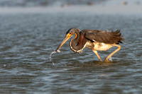 Tricolored Heron