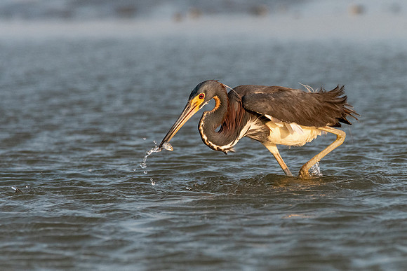Tricolored Heron