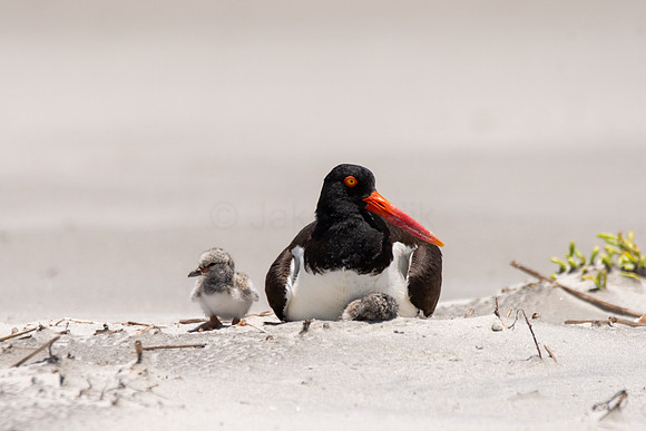 American Oystercatcher and Chick