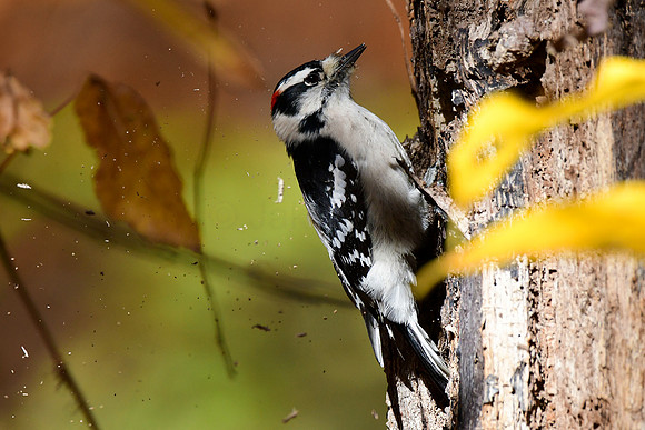 Downy Woodpecker