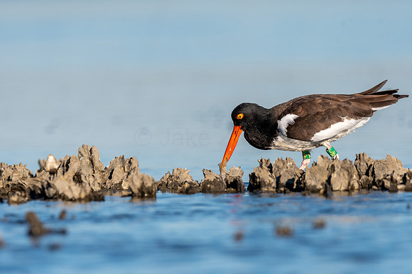 American Oystercatcher
