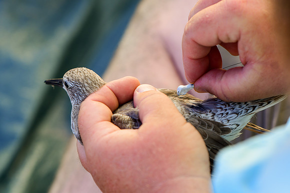 Red Knot