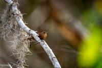 Winter Wren