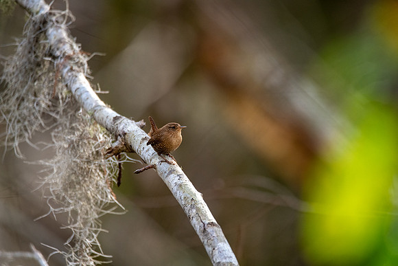 Winter Wren
