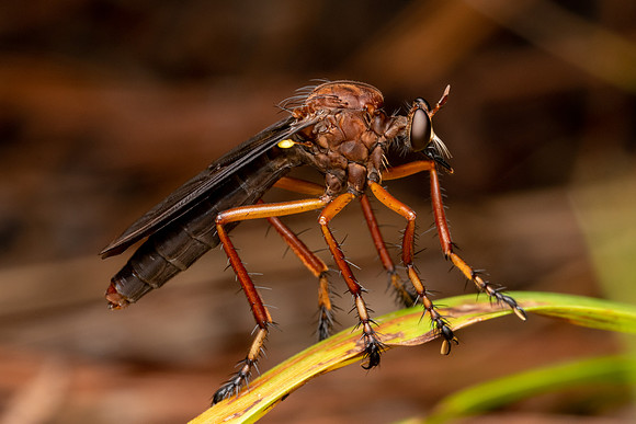 Diogmites platypterus