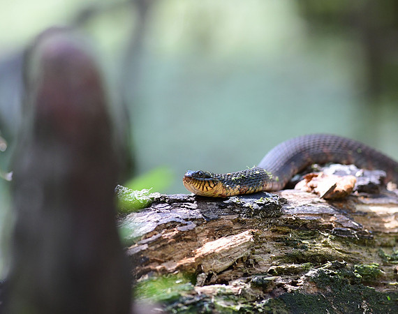 Banded Watersnake