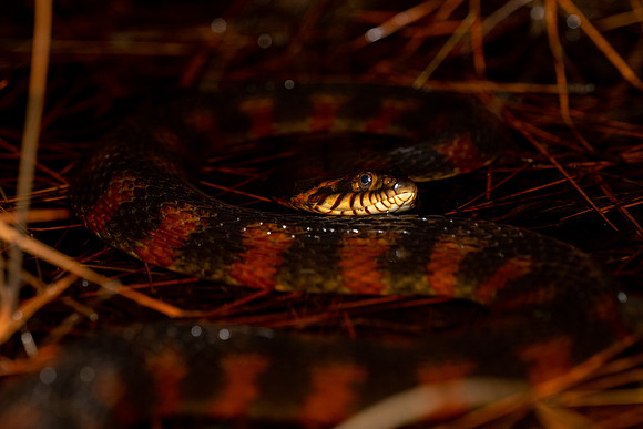 Banded Watersnake