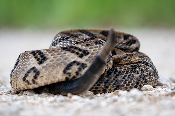 Timber Rattlesnake