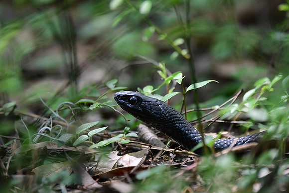 Black Racer
