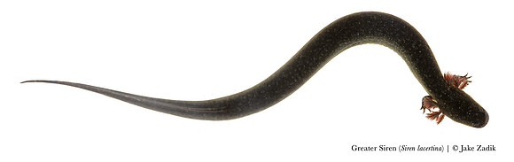 Greater Siren