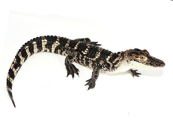 American Alligator