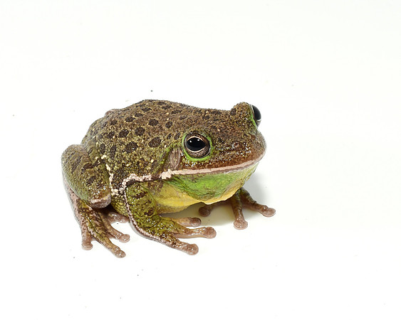 Barking Tree Frog