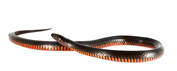 Black Swamp Snake