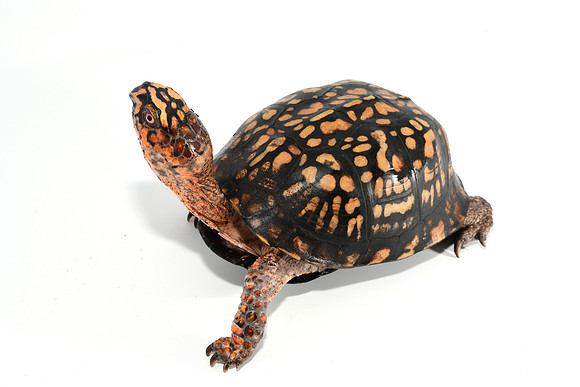 Eastern Box Turtle