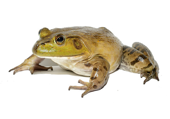 American Bullfrog