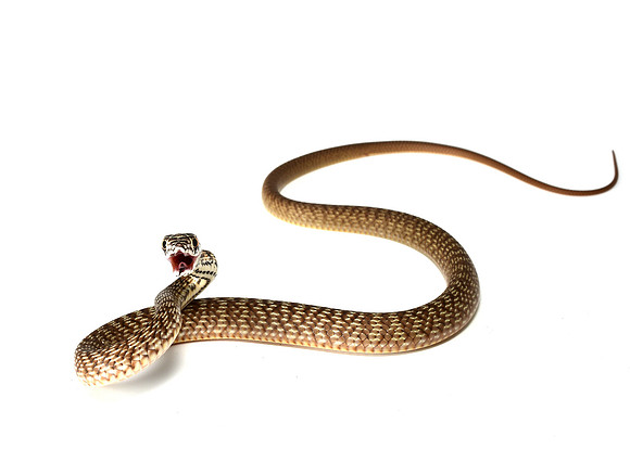 Coachwhip
