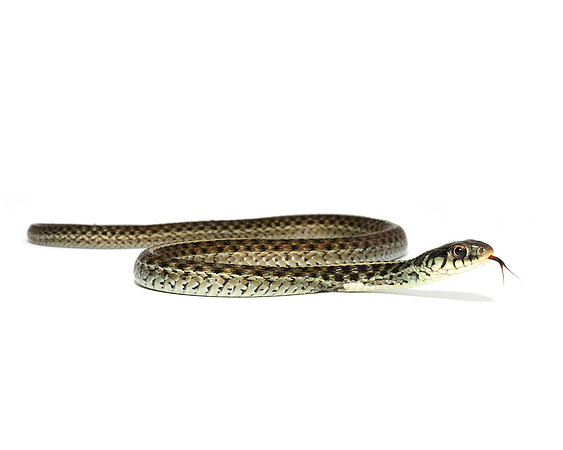 Common Garter Snake