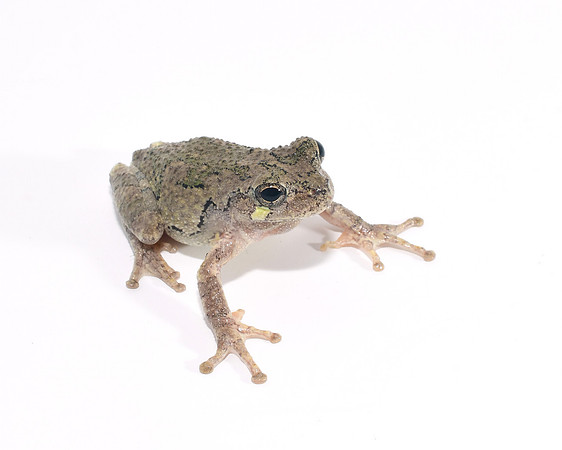Cope's Gray Tree Frog